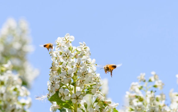 hallermobil - bee world